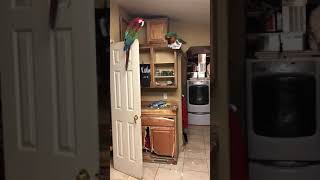 Heidi Fleiss parrot  Diary 9