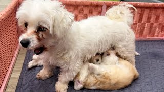 Mom Nora began to feed the puppies while standing