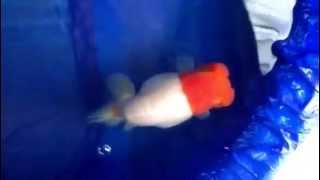 20141130 11 動画