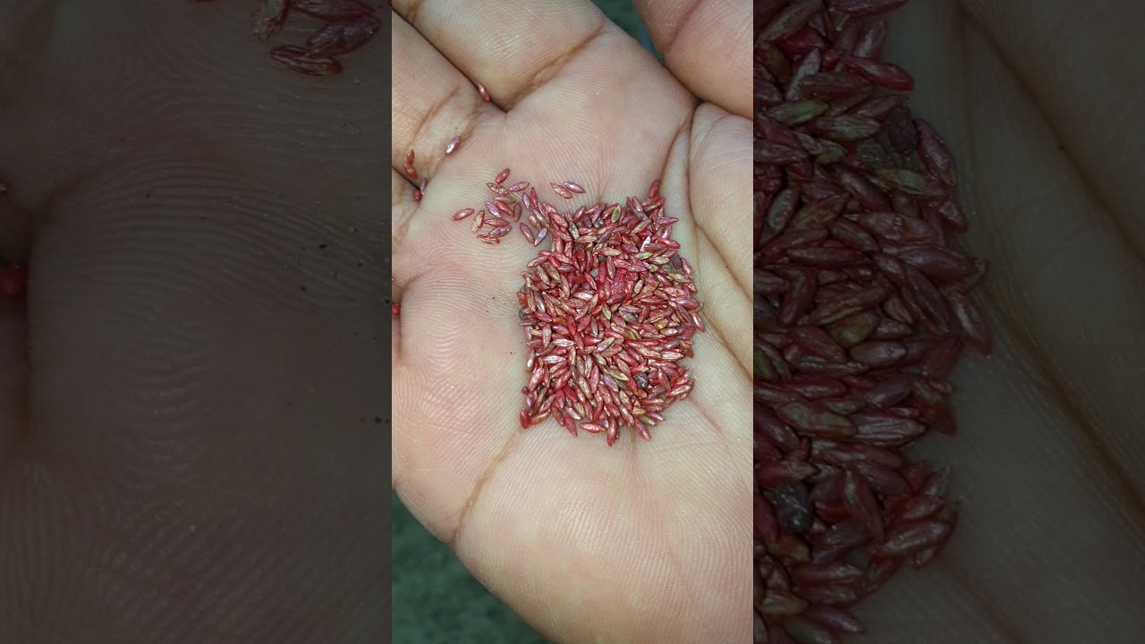 البونيكام وطريقة بذره وتشتيله