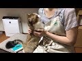 お母さんに甘えて見つめすぎる猫
