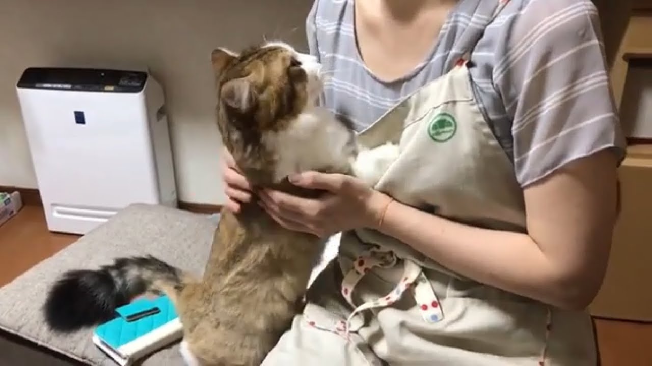 ねこ大好き hq720.jpg?sqp=-