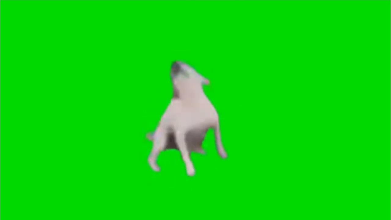 Doge dog Собака Футаж - YouTube