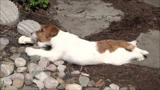 Katie...12 Week Old Russell Terrier....