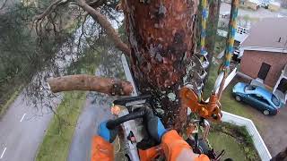 Famous Tree removal made easy using basic speed line technique and Stihl ms 201tc. Wealth