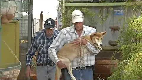 Rinehart mining fight  Roy Hill livestock farmers ...