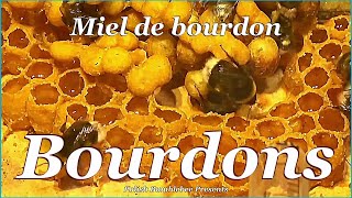 Élevage De Bourdons 899 Miel De Bourdon - Le Miel Le Plus Cher Du Monde