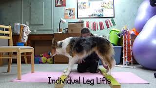 Online Canine Fitness Foundations Course