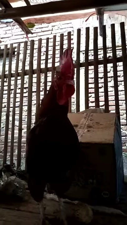 Suara ayam kate mau bertelur