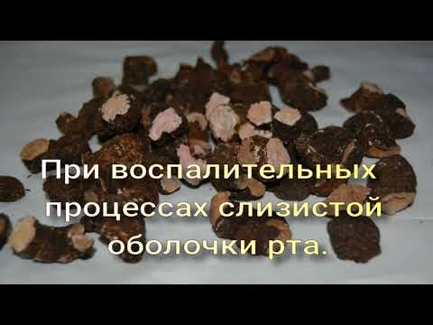 Горец змеиный, корень горца змеиного.