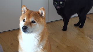 A black cat who transcends race and expresses his feelings to a Shiba Inu in cat language. by よりめのはちくん。 34,583 views 4 weeks ago 9 minutes, 35 seconds