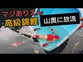 【高級錦鯉、山奥に放流】野池を泳ぐ姿が綺麗すぎた。　野池飼育　自宅池　大型水槽　#錦鯉　濾過槽　当歳　#nisikigoi　ปลาคราฟ　#diy