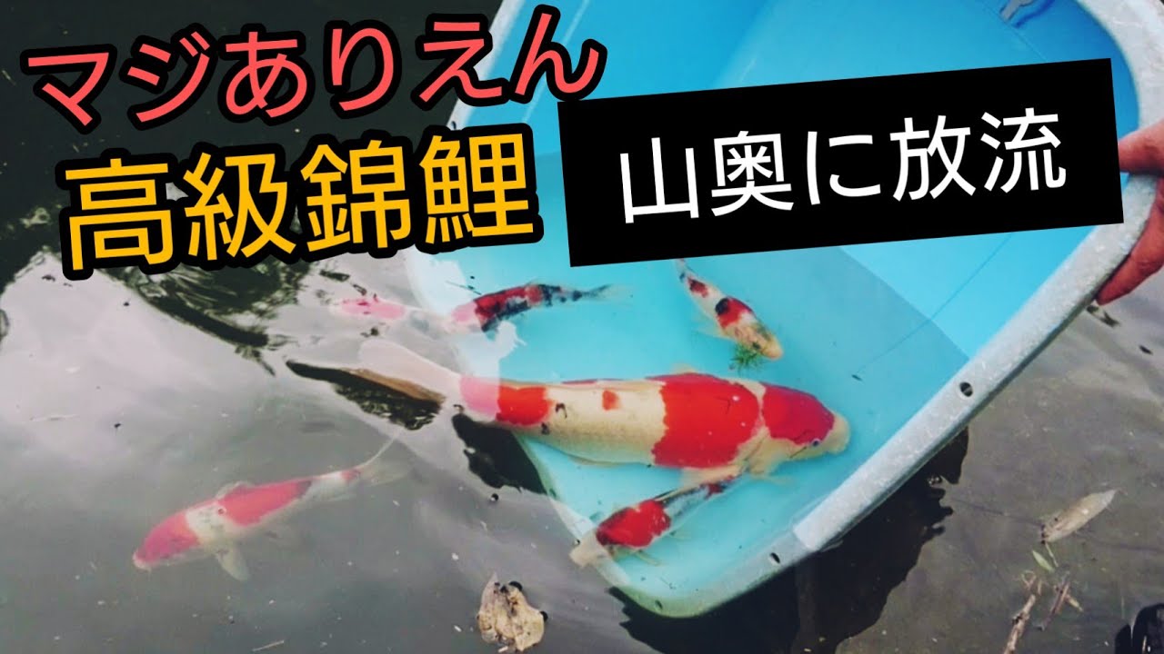 高級錦鯉 山奥に放流 野池を泳ぐ姿が綺麗すぎた 野池飼育 自宅池 大型水槽 錦鯉 濾過槽 当歳 Nisikigoi ปลาคราฟ Diy Youtube