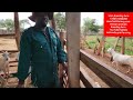 Routine activities done for goat farming