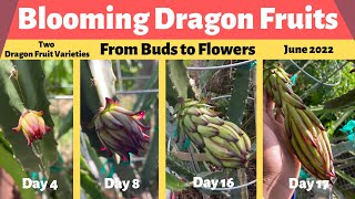 Blooming Dragon Fruits: From Buds to Flowers (June 2022)