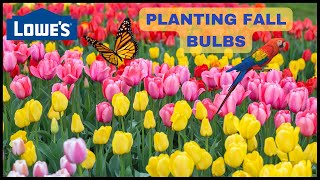 💐LOWES * FALL BULBS * TULIPS, BEARDED IRIS, HYACINTH, DAFFODIL, CROCUS, PUSCHKINIA, ALLIUM