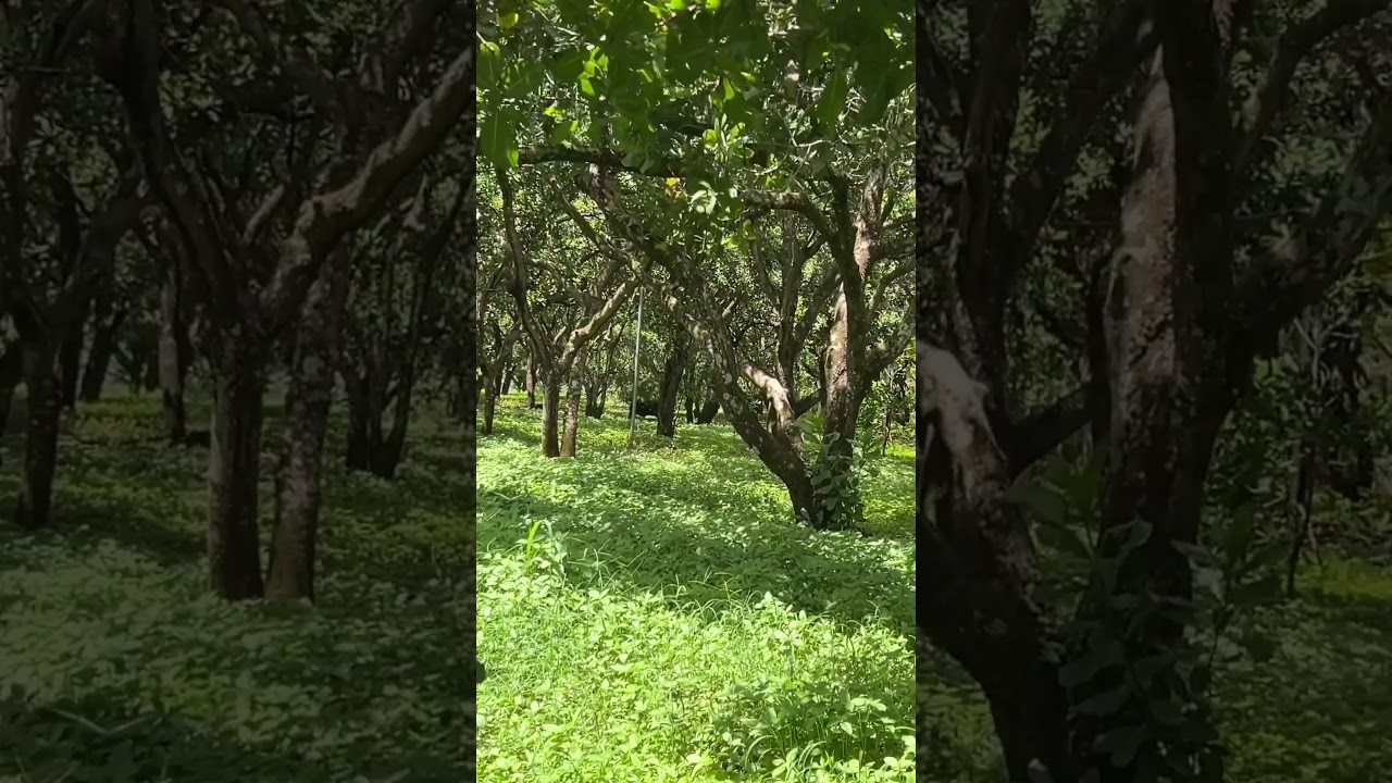 Harvesting Grass for Cows - Rural Farming Techniques to Boost Livestock Health