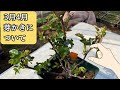【バラの管理】芽かきについて 3月4月