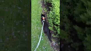 Kirby walk time #shorts #blackcat #catwalk #cutecat #pokemon #catshorts
