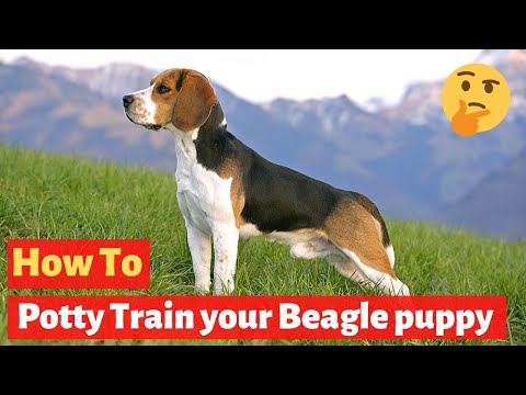 Video: Cara Potty Train a Beagle Puppy