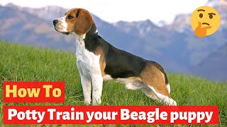 kövér beagle fogyni