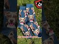 MukySocks.com - Dein Lieblingshund auf Socken #reels #shorts #socks #onlineshopping #online #hund