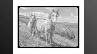 Glorious WildLife Volume 3: A Grayscale colouring book for adults (Gray to Glorious)