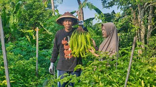 Memetik Pete di Kebun | Masak Sambal Tempe Pete, Bolu Kukus Ubi Ungu, Lalapan Daun Singkong Rebus