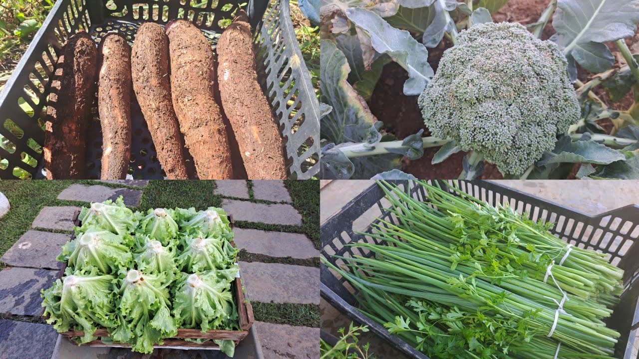 CONTINUAMOS NOSSA FARTURA NA HORTA/MAIS UMA GRANDE FARTURA 