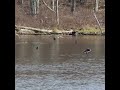 Geese Being Troublemakers #shorts #geese #troublemakers #birding #birds #pond