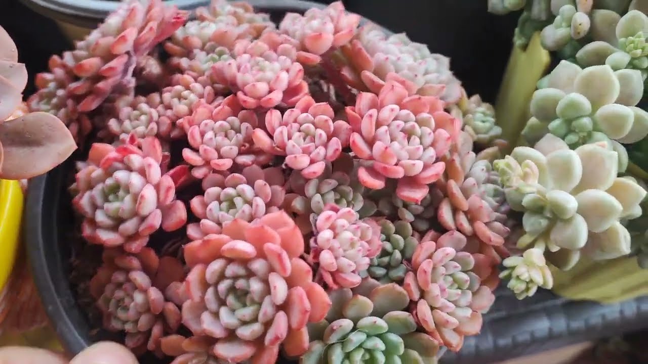 Yeni yılın ilk Sukulent Vloğu🌸Aeoniumlar harika 🌸