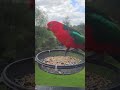This King Parrot is two seeds away from filing a complaint
