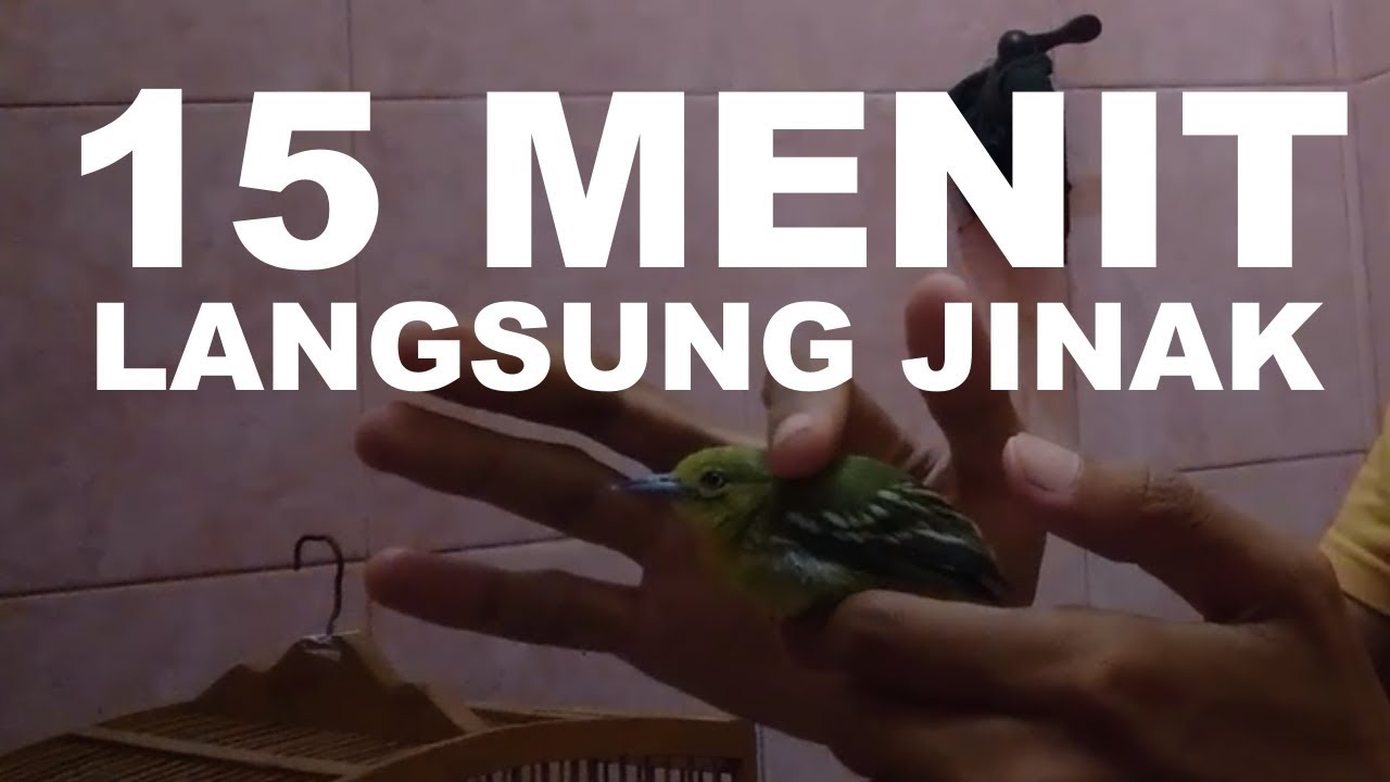 Menjinakkan Burung Sirtu Atau Cipoh Lebih Mudah daripada Kutilang Cukup
