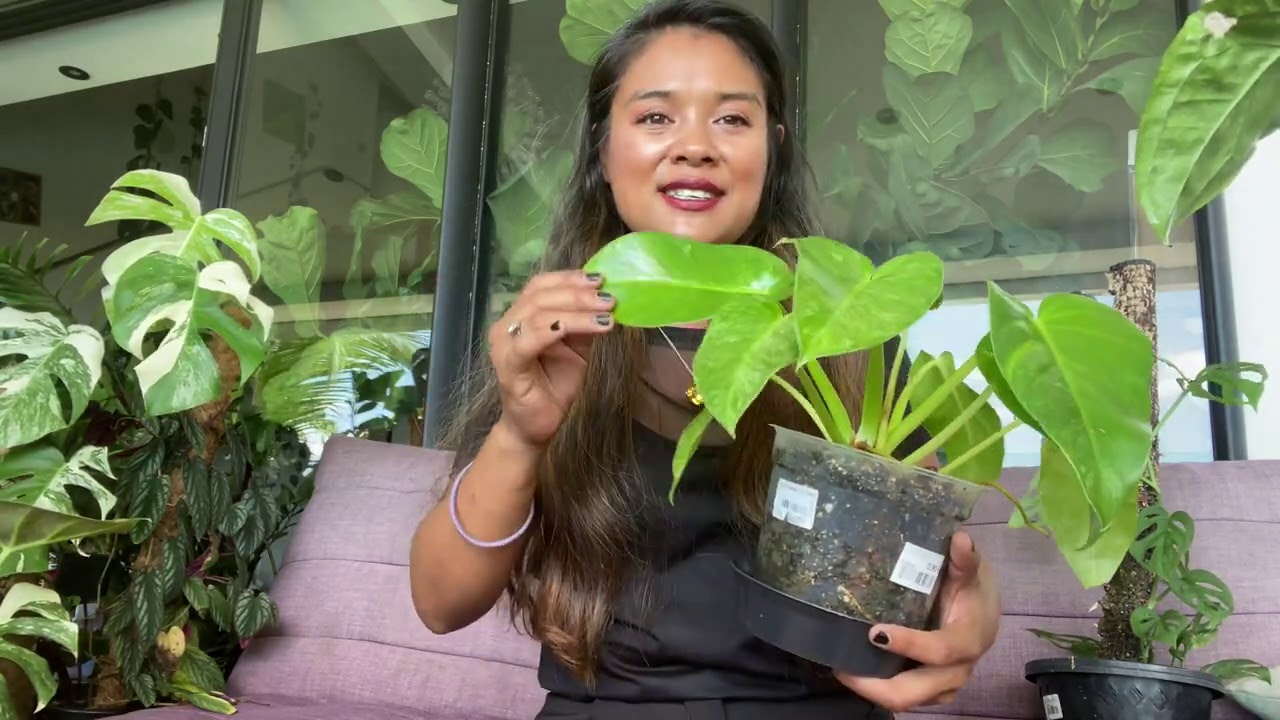 5 plantes « rares » facile à cultiver et à entretenir