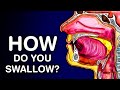 SWALLOWING OR DEGLUTITION - ANATOMY AND PHYSIOLOGY