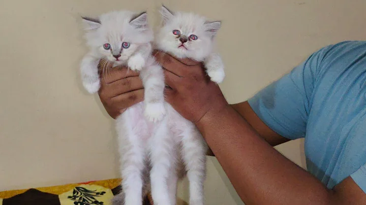 Video 474661: persian himalayan kitten cat, face himalayan persian cat, persian himalayan female kitten, doll face himalayan persian, semi punch persian cat, persian pregnant cat