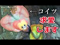 【ワイルズ環境生物】オメカシプテルスの求愛ダンスの成功と失敗【4K映像】