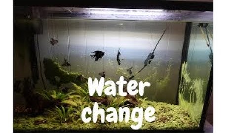 How to clean a fish tank | With python hose.