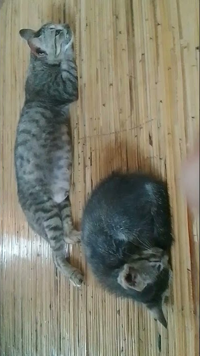 lucu kucing masih lagi pkpd #shorts