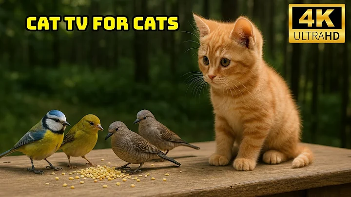 Video 11470331: exploring forest, forest 4k, cat games, cat enjoying