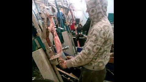 Mink skinning in lithuania