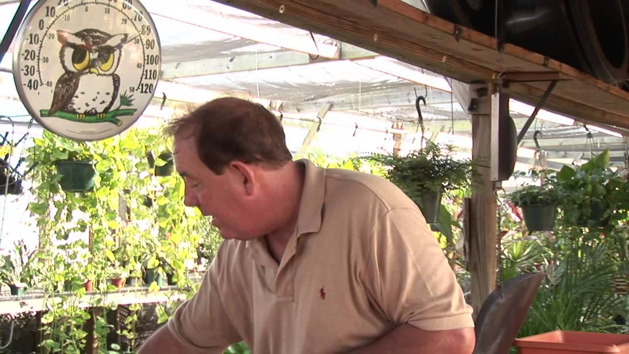 How to Get Rid of Cutworms on Tomato Plants YouTube