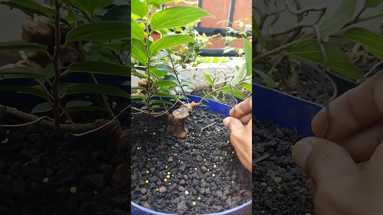 Program Bonsai Pusu Bogel II part 3 