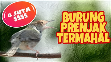 Pancingan Prenjak Lumut Sore Hari Jeoss Bikin Ocehan Lain Nembak Gacor