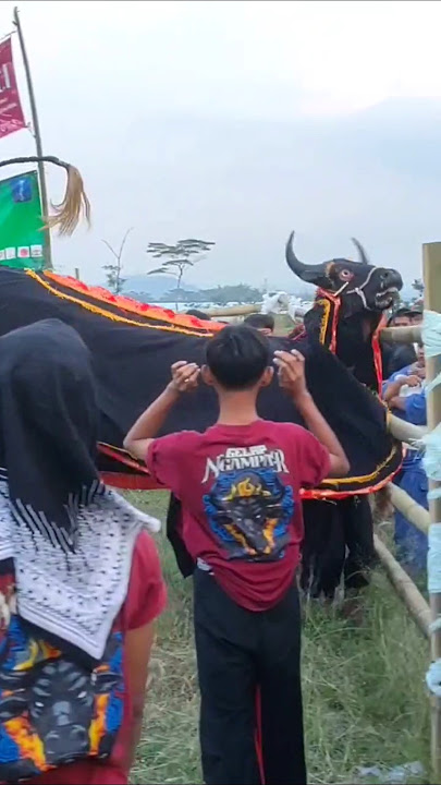 Bantengan Gelap Ngampar Mberoot #bantengan #mberot #shortvideo #shorts #short