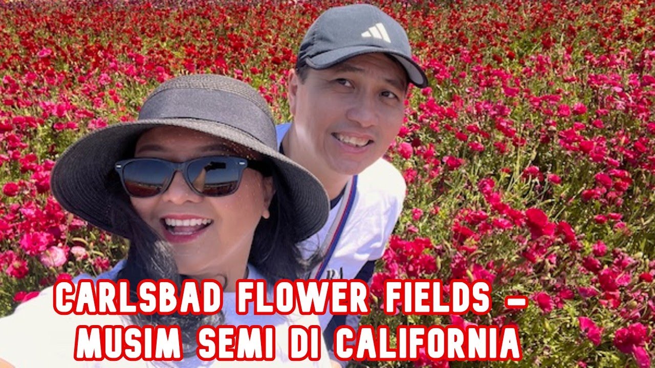 CARLSBAD FLOWER FIELDS - MUSIM SEMI DI CALIFORNIA#flowerfields #carlsbad