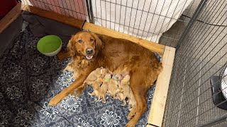 Golden Retriever Puppies - 3 Days Old