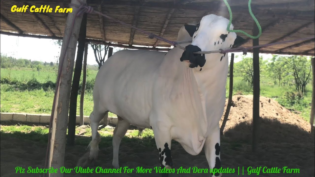 Download BIGGEST DONDA BULL || PRINCE2🔥🔥|| Dhani || Masha AllAh || Gulf Cattle Farm || Collection 2019