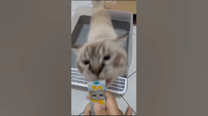 Video 352631: american shorthair himalayan cat, hypoallergenic cats american shorthair, american shorthair cat kitten, american shorthair cute cat, bengal cat american, maine coon cats sphynx, munchkin cat american, sphynx hairless cat hypoallergenic, meow sphynx hairless cat, calico munchkin cat, bengal cat food