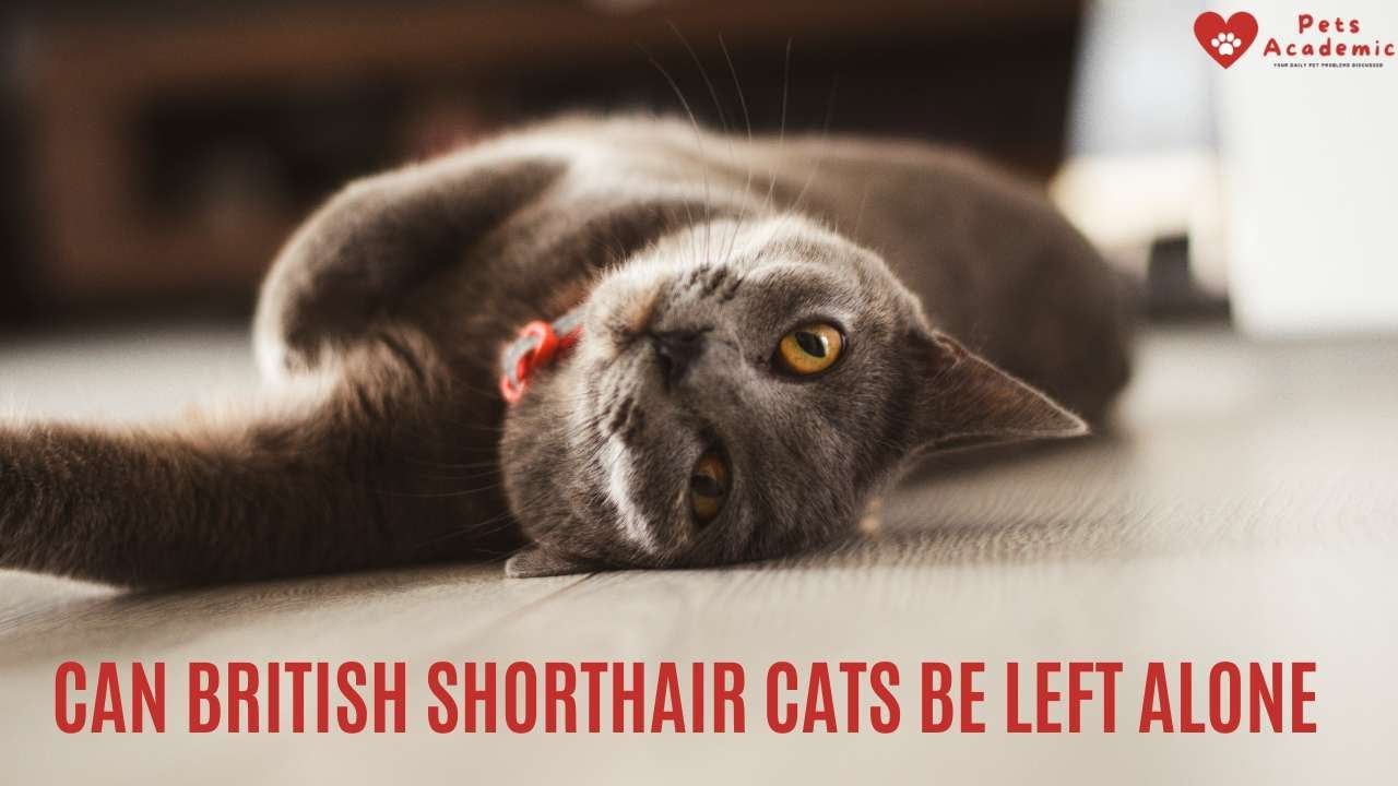 Can British Shorthair Cats Be Left Alone? YouTube